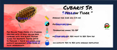 Cubaris Sp. Yellow Tiger Isopod Bin Label